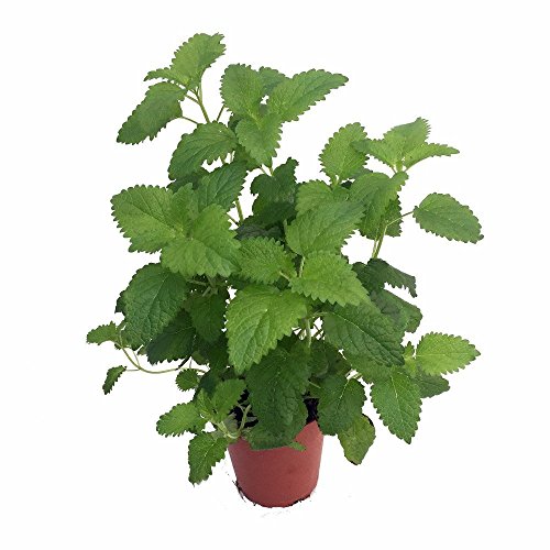 Catnip Plant - Nepeta - INSIDE OR OUTSIDE - 3  Pot