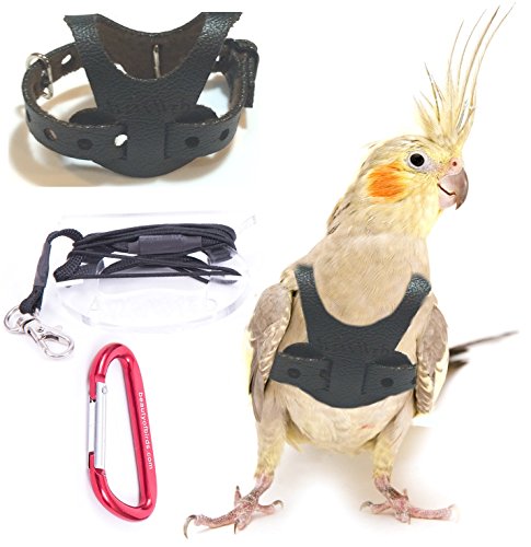 EZ Bird Harness   Leash Specifically sized for Cockatiels – (BLACK Cockatiel Harness with 4 Ft Leash)
