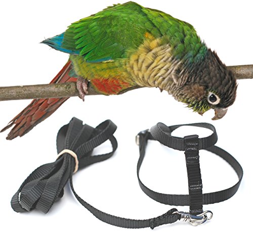 Fred Bird Harness with 6 Foot Leash for Greencheek Conures  Maroon-bellied Conures  Painted Conures and other birds of similar size