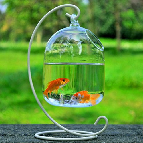 Haoun Hanging Fish Tank Creative Fish Vase Glass Transparent Goldfish Bowl for Home Decoration with Bracket (White Bracket)