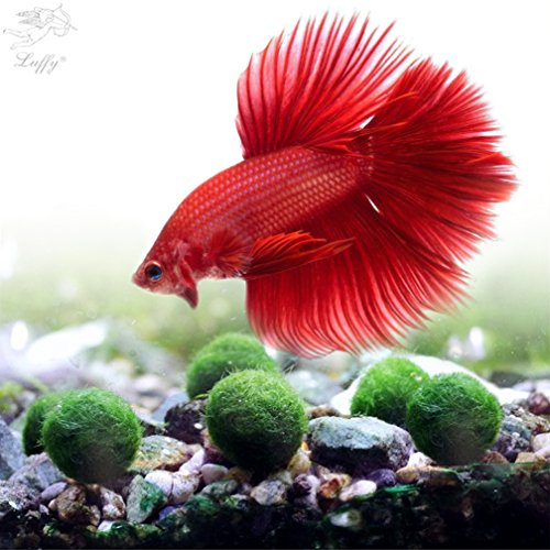 Luffy Betta Balls   Live Round-Shaped Marimo Plant   Natural Toys for Betta Fish   Aquarium Safe (Nano (5 Pack))