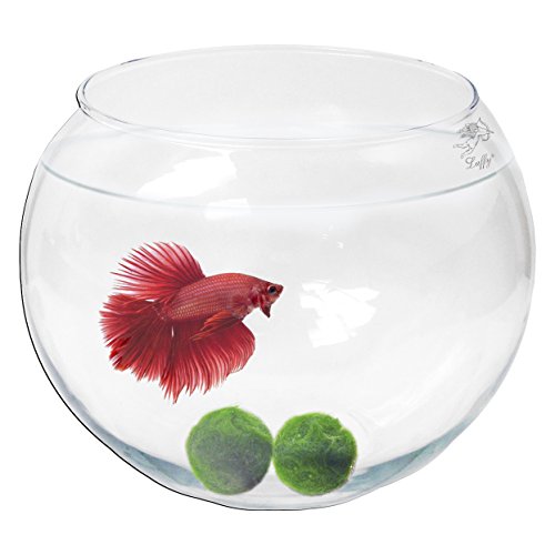 Luffy Incredibly Durable  Non Toxic Borosilicate Glass Marimo Bowl   Easy to Care for   Clear Bubble Bowl for Underwater Terrariums and Decorative Centerpieces