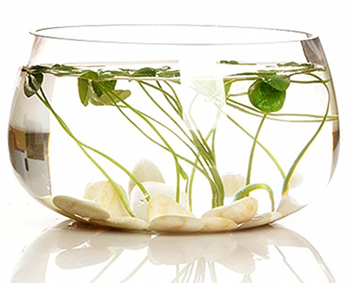 Moyishi Mini Decorative Clear Bubble Bowl Glass Fish Vase Water Planter Vase (16cm)