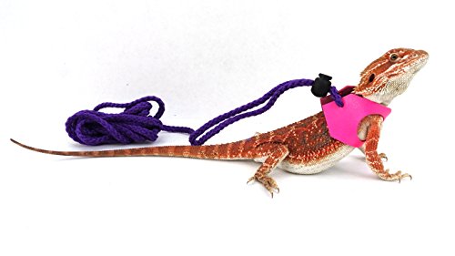 Ogle Lizard Leash  Limited Edition Fluorescent Pink (medium)